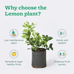 Lemon Plant with Grow Bag