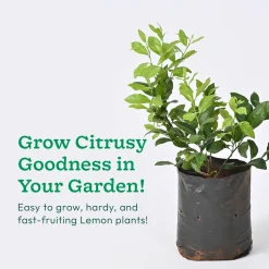 Lemon Plant with Grow Bag