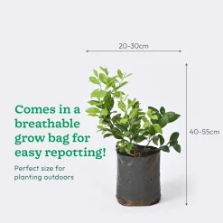 Lemon Plant with Grow Bag
