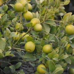 Lemon Plant with Grow Bag