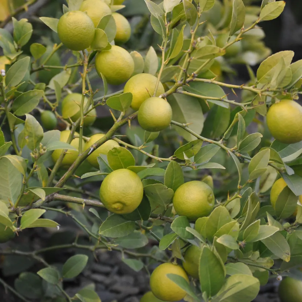 Lemon Plant with Grow Bag