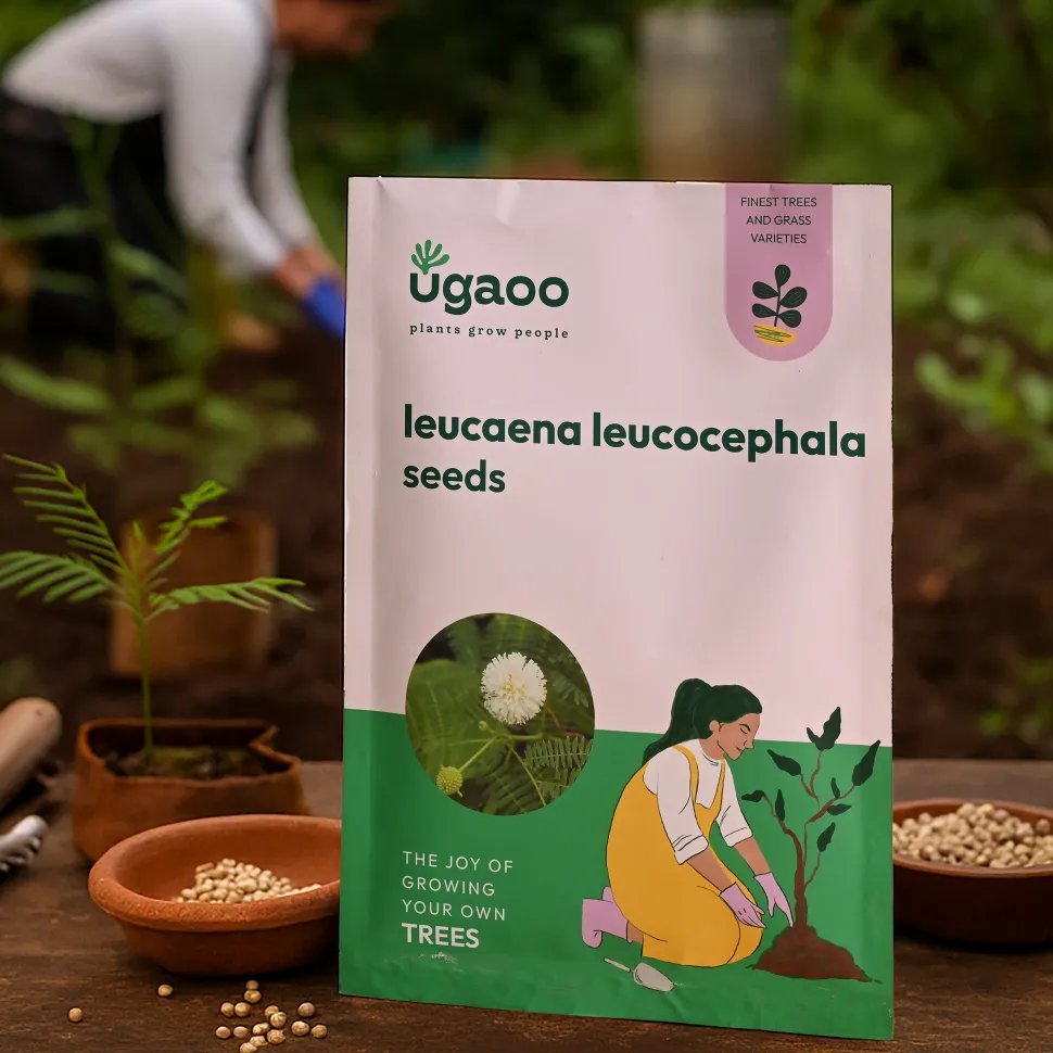 Leucaena Leucocephala Native Variety Seeds - 100 g