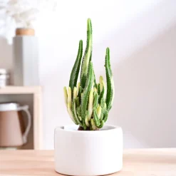 Lilac Stories Bowl Ceramic Planter