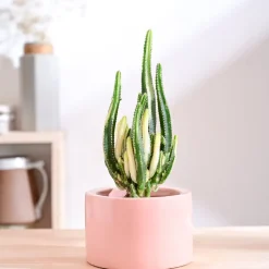 Lilac Stories Bowl Ceramic Planter
