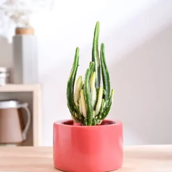 Lilac Stories Bowl Ceramic Planter