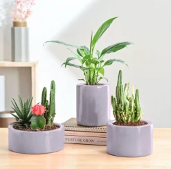 Lilac Stories Bundle - Grey