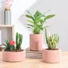 Lilac Stories Bundle - Light Pink