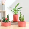 Lilac Stories Bundle - Light Red