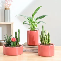 Lilac Stories Bundle - Light Red