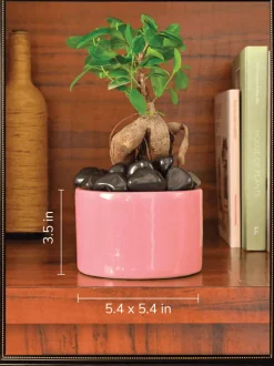 Lilac Stories Bundle - Magenta