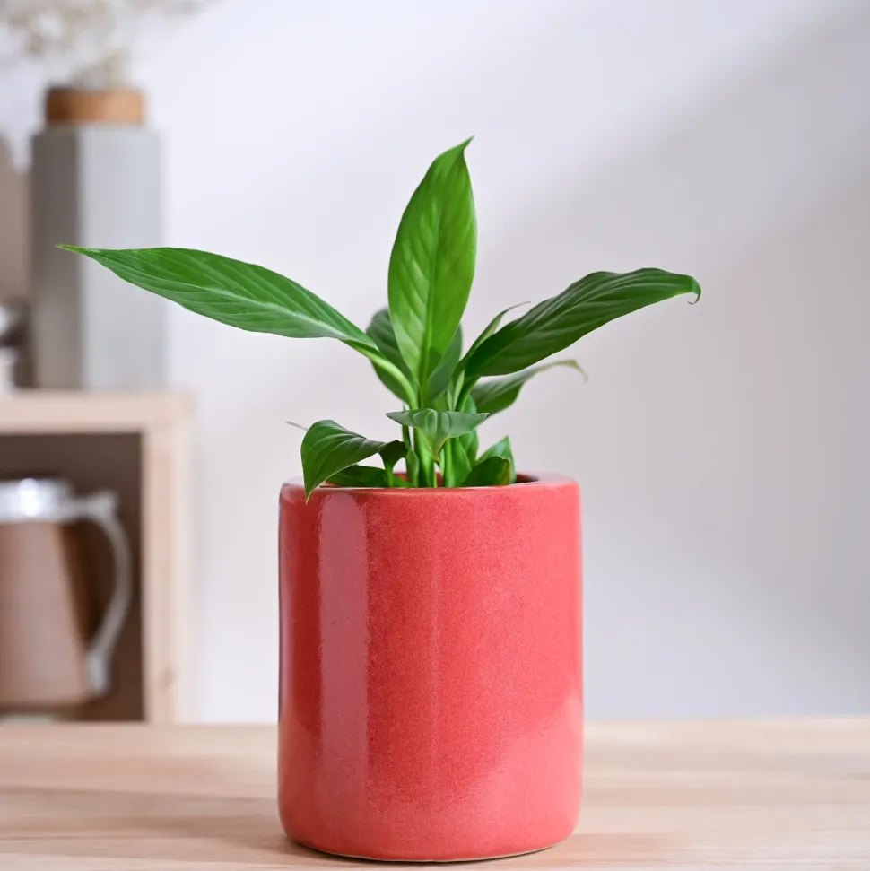 Lilac Stories Extra small Ceramic Planter