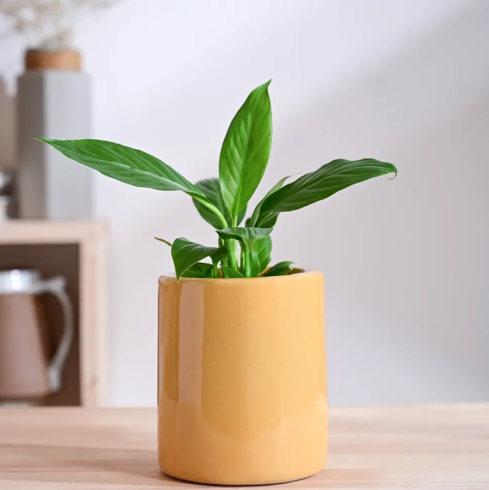 Lilac Stories Extra small Ceramic Planter