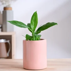 Lilac Stories Extra small Ceramic Planter