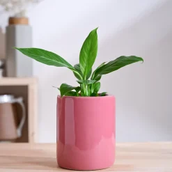 Lilac Stories Extra small Ceramic Planter