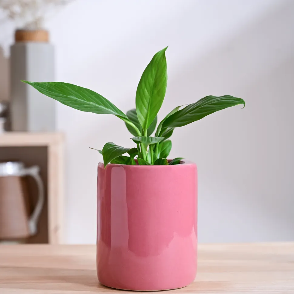 Lilac Stories Extra small Ceramic Planter