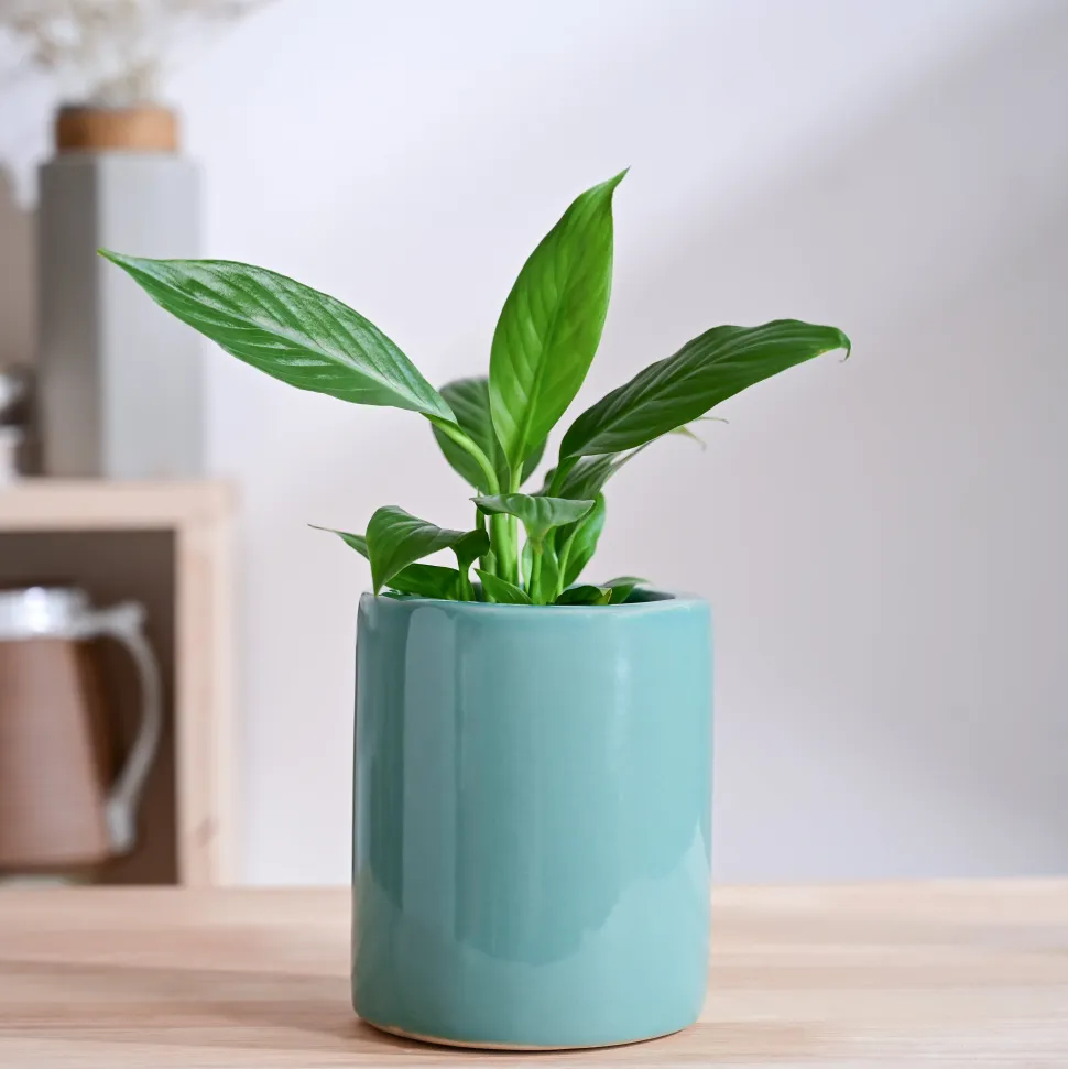 Lilac Stories Extra small Ceramic Planter