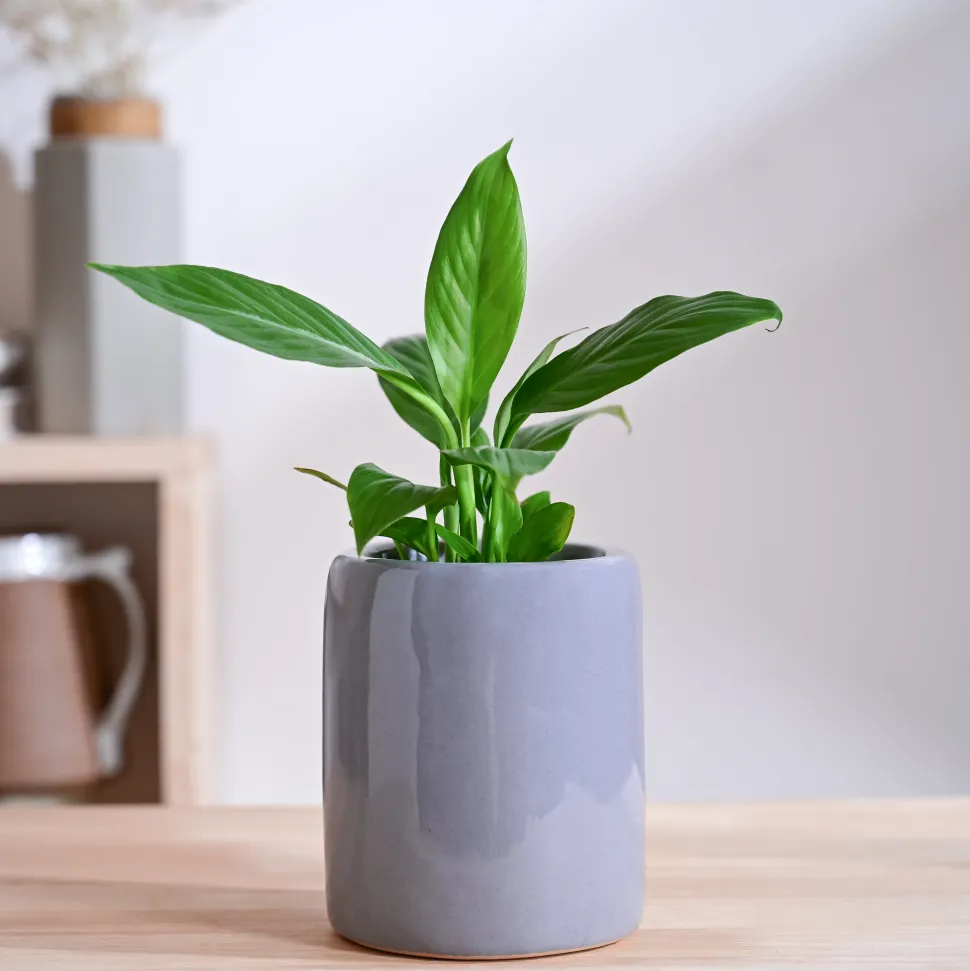 Lilac Stories Extra small Ceramic Planter