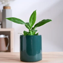 Lilac Stories Extra small Ceramic Planter