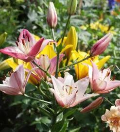 Lilium Bulbs
