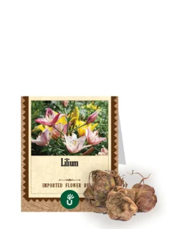 Lilium Bulbs