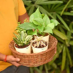 Living Room Decor Plants Bundle