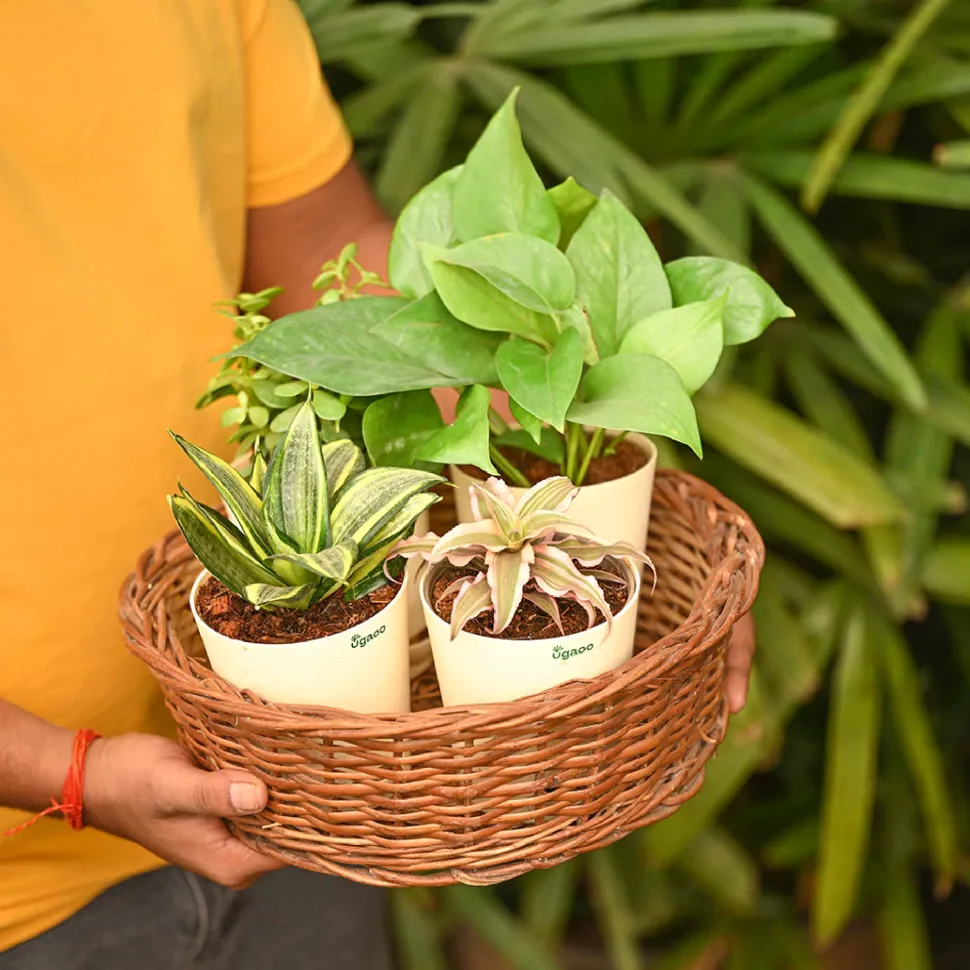 Living Room Decor Plants Bundle