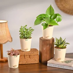 Living Room Decor Plants Bundle