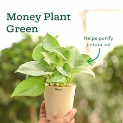 Living Room Decor Plants Bundle