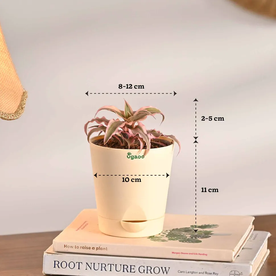 Living Room Decor Plants Bundle
