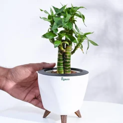 Lotus Bamboo Plant 3 sticks