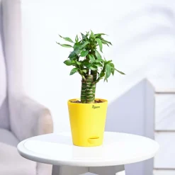 Lotus Bamboo Plant 3 sticks