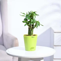 Lotus Bamboo Plant 3 sticks