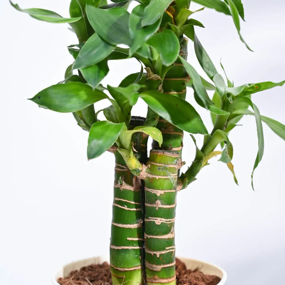 Lotus Bamboo Plant 3 sticks