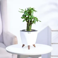 Lotus Bamboo Plant 3 sticks