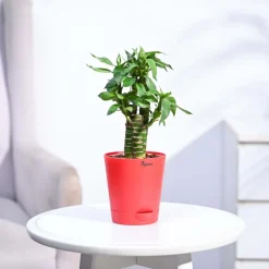 Lotus Bamboo Plant 3 sticks