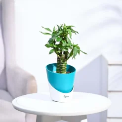 Lotus Bamboo Plant 3 sticks