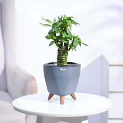 Lotus Bamboo Plant 3 sticks