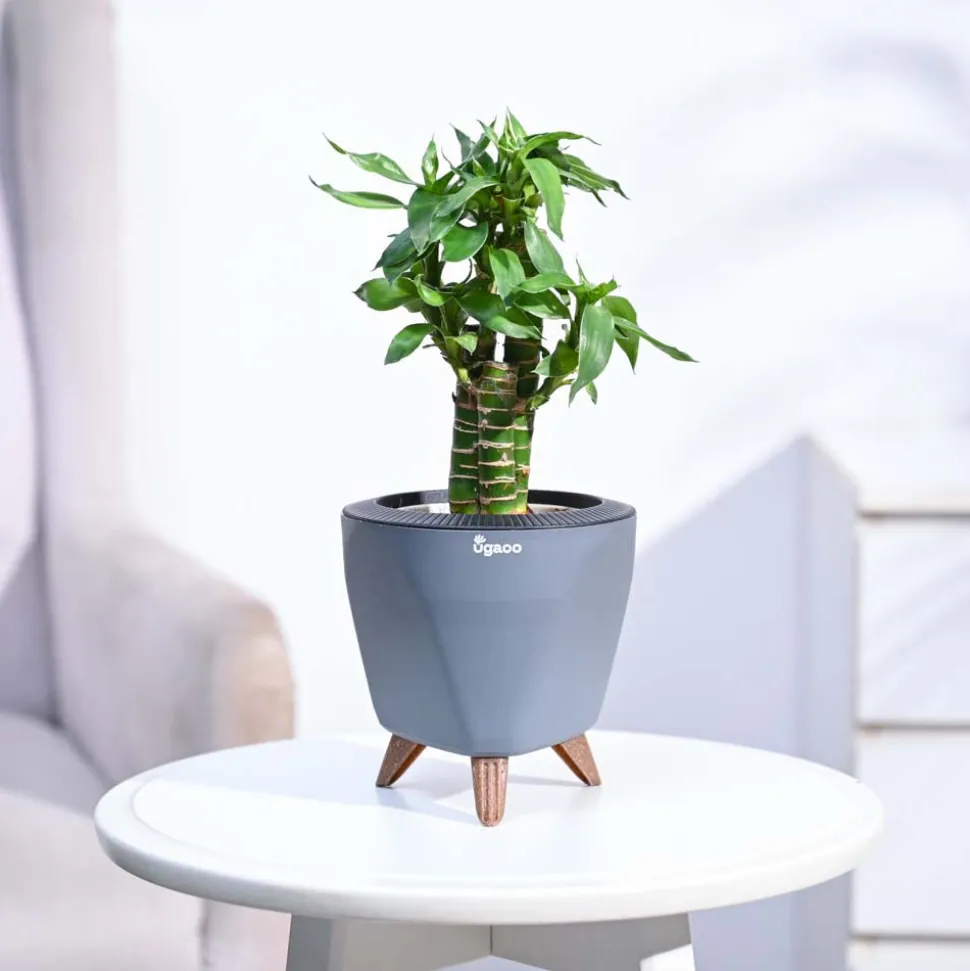 Lotus Bamboo Plant 3 sticks