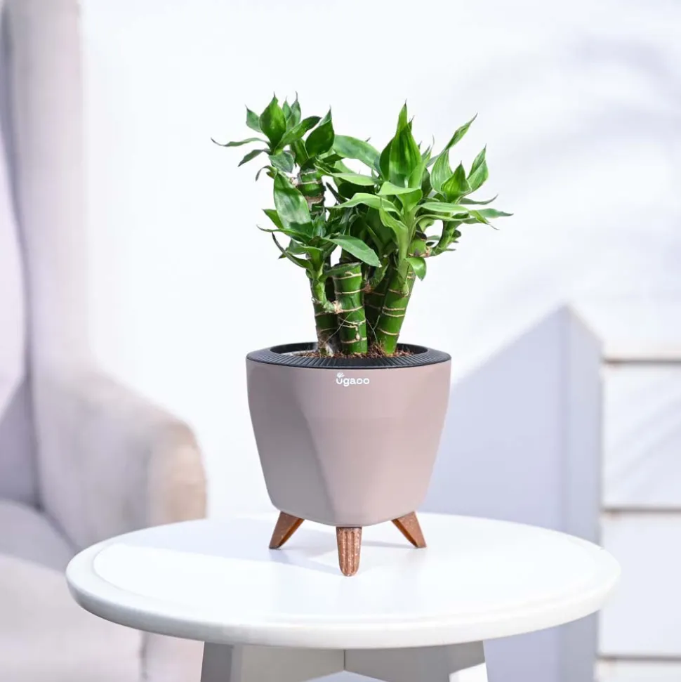 Lotus Lucky Bamboo 5 Sticks