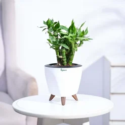 Lotus Lucky Bamboo 5 Sticks