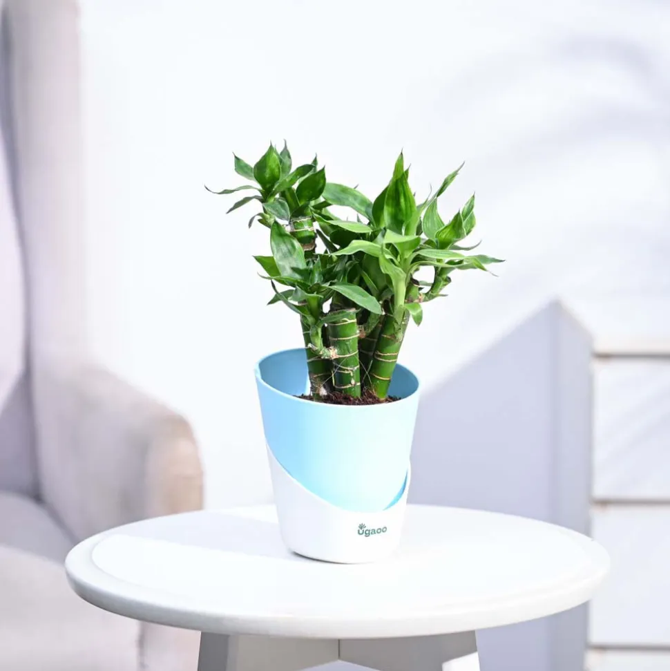 Lotus Lucky Bamboo 5 Sticks