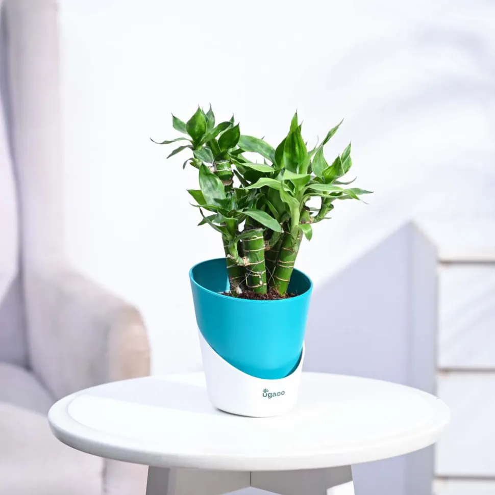 Lotus Lucky Bamboo 5 Sticks