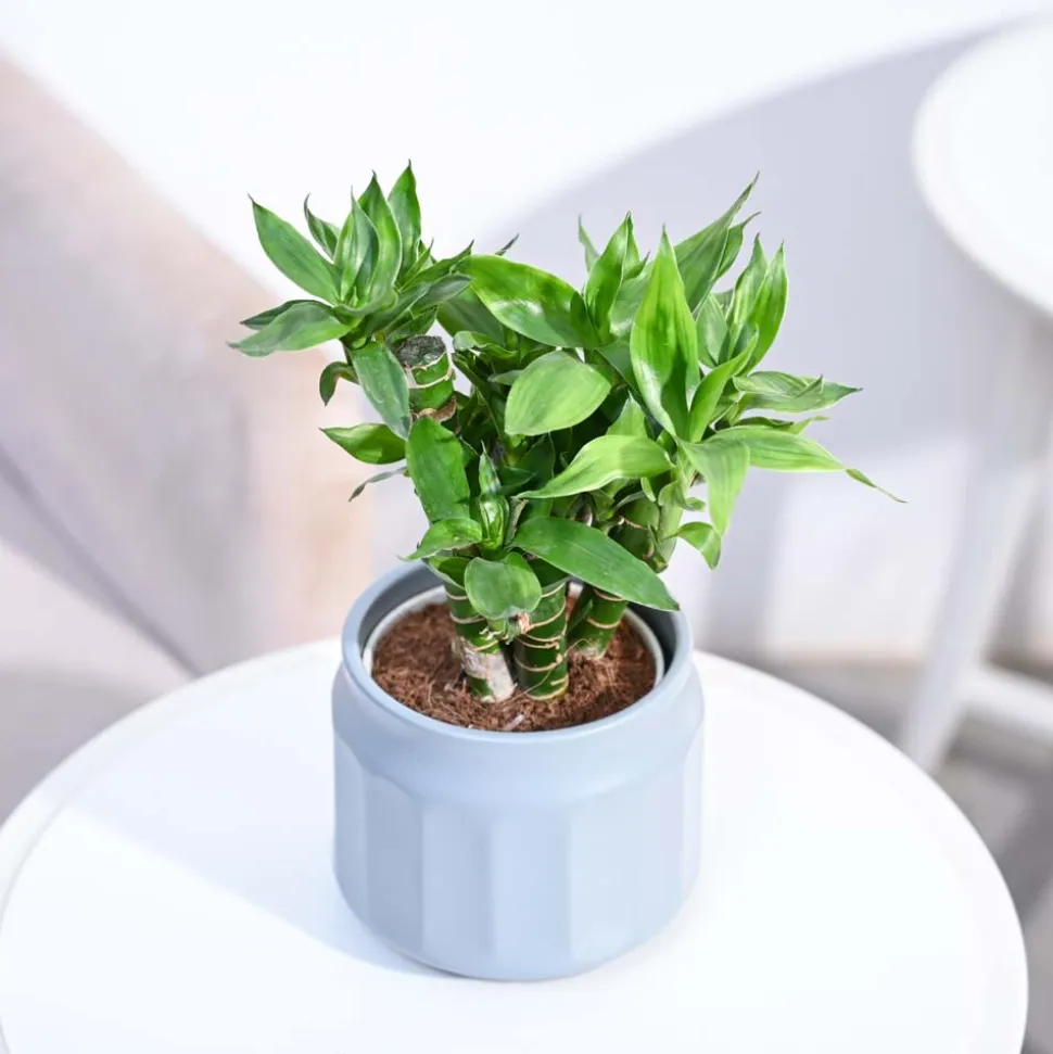 Lotus Lucky Bamboo 5 Sticks