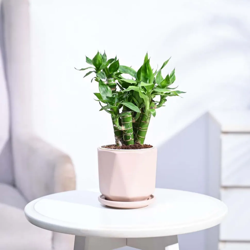 Lotus Lucky Bamboo 5 Sticks