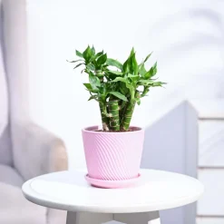 Lotus Lucky Bamboo 5 Sticks