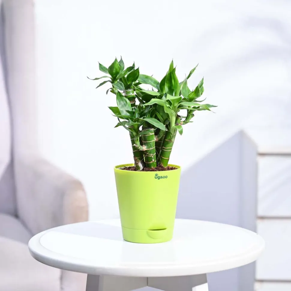 Lotus Lucky Bamboo 5 Sticks