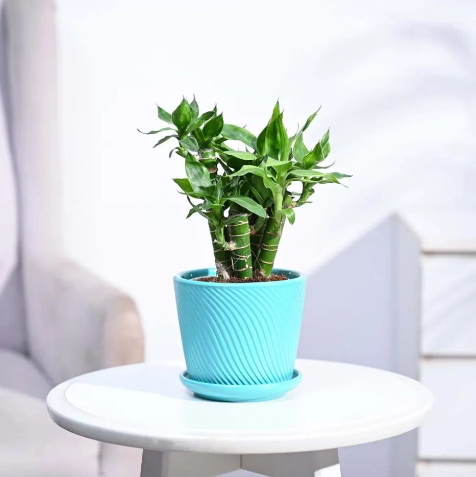 Lotus Lucky Bamboo 5 Sticks
