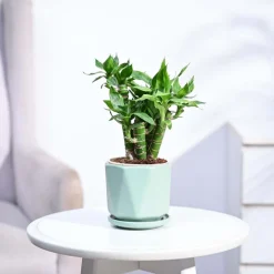 Lotus Lucky Bamboo 5 Sticks
