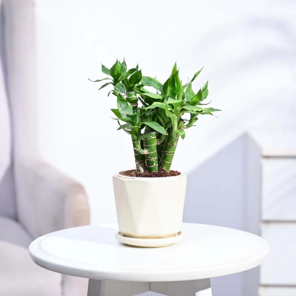 Lotus Lucky Bamboo 5 Sticks