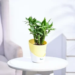 Lotus Lucky Bamboo 5 Sticks